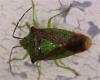 Acanthosoma haemorrhoidale
